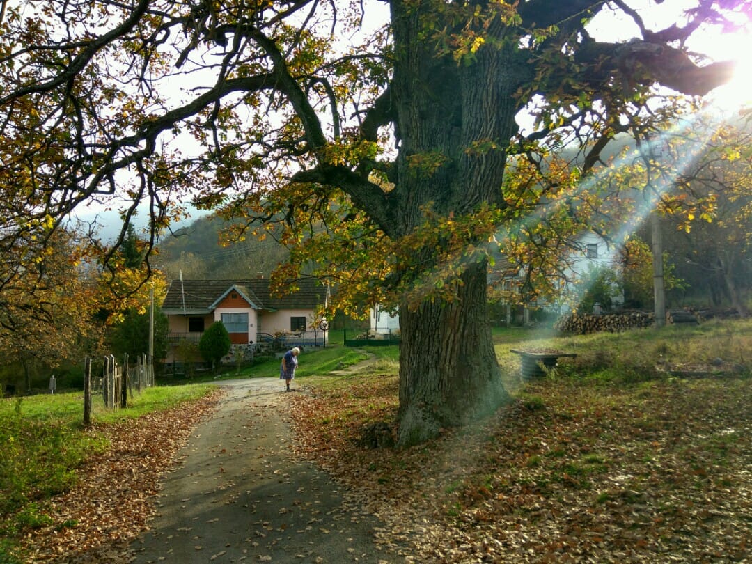 Pod-krosnjom-mladjeg-hrasta-vlada-bionergija,-kaze-Ruza-Ciric.jpg-(2)