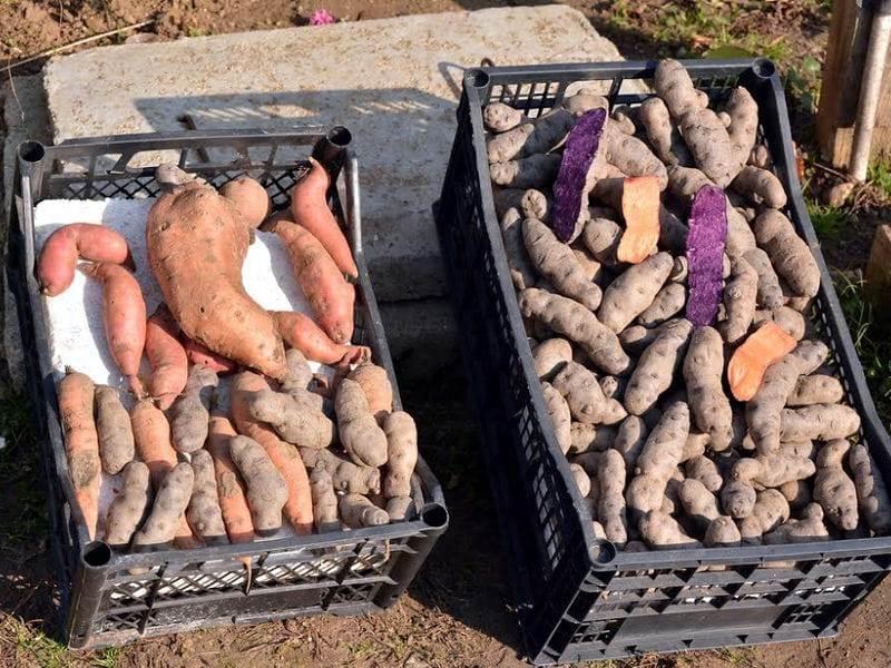 Krompir neobicnih boja foto lj m