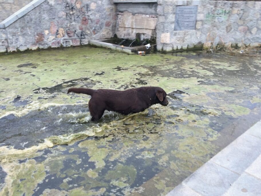 Bara kod cesme na keju foto JV scaled