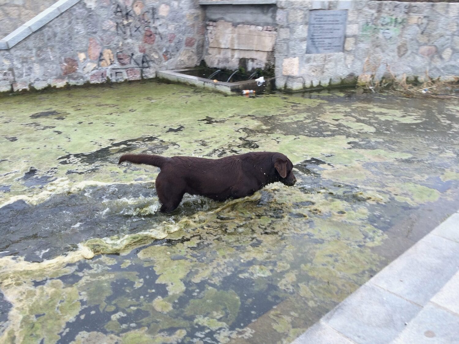 Bara kod cesme na keju foto JV scaled