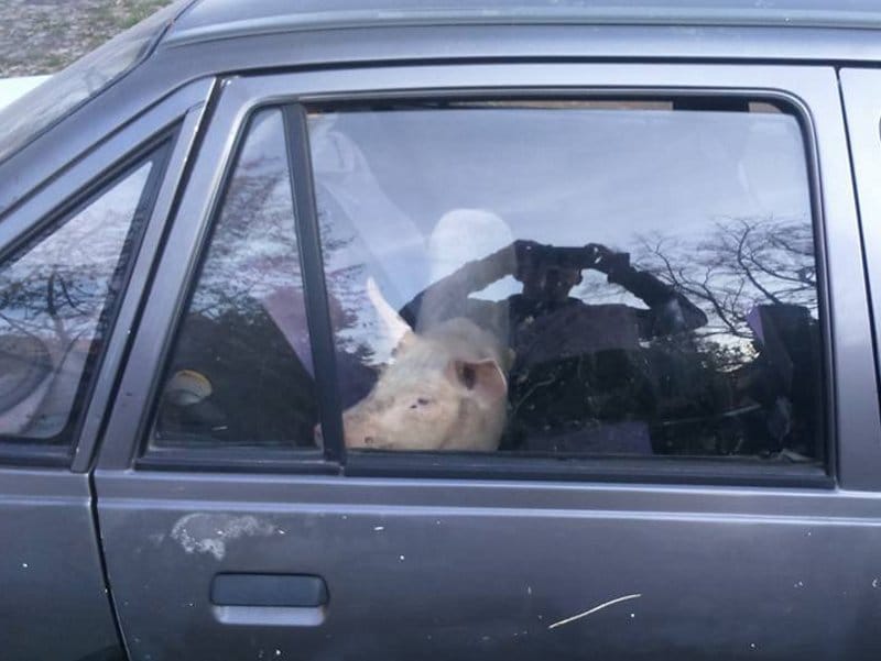 Spasili prase koje je 4 dana bilo u autu 3 Prase naslovna