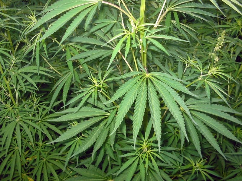 Kanabis marihuana Bogdan Vikipedia