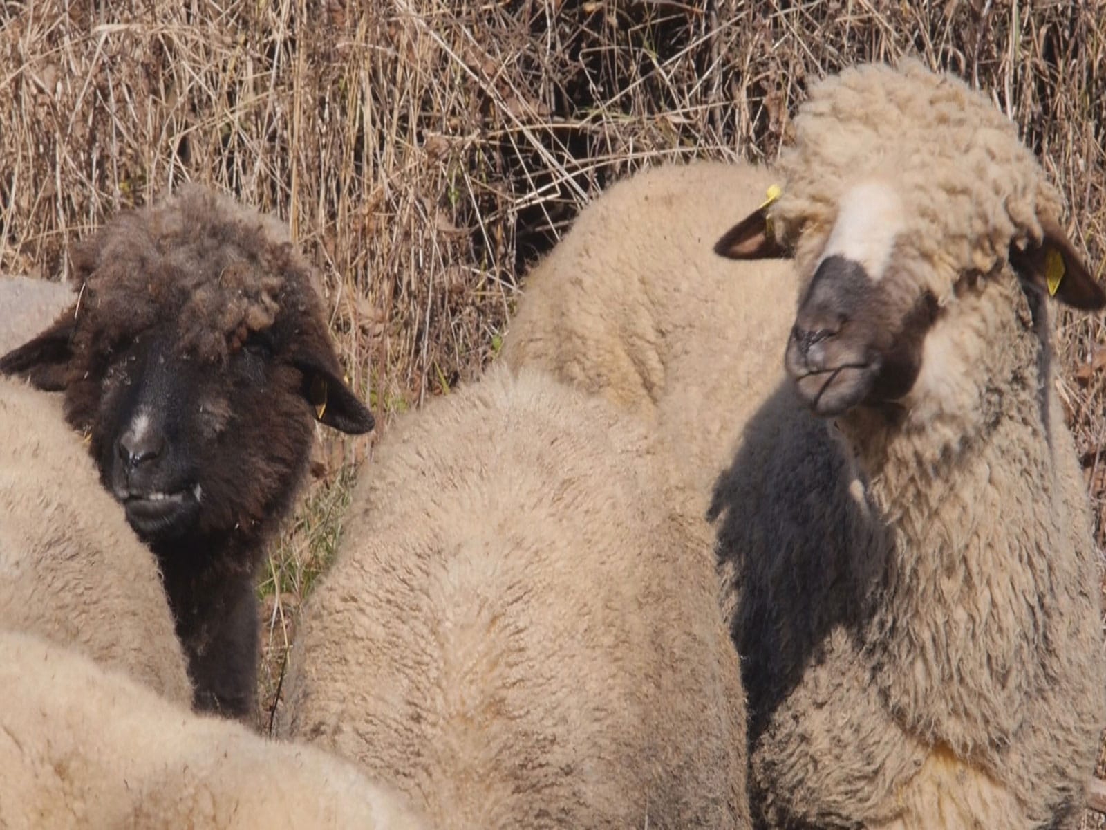 Došao da navodno kupi jagnje, a ukrao novac od 82-godišnjeg prodavca 1 Ovce pramenka Svrljig JV