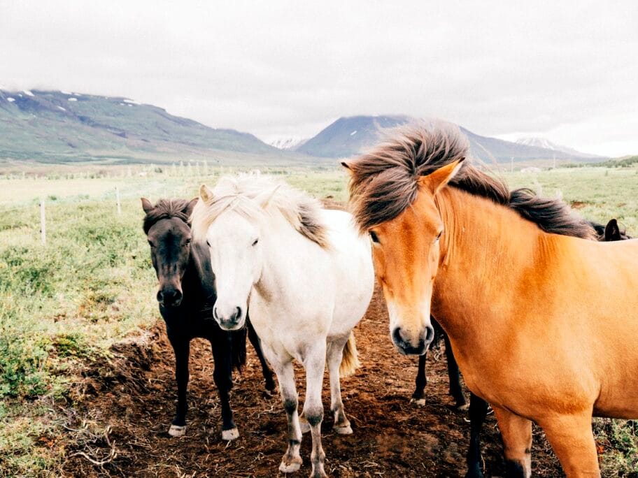 Zastita zivotinja foto Flickr Jaymantri