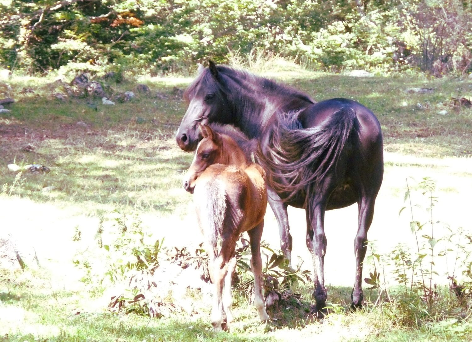 Zdrebe-i-Konj,-foto-Jelena-Cosin-