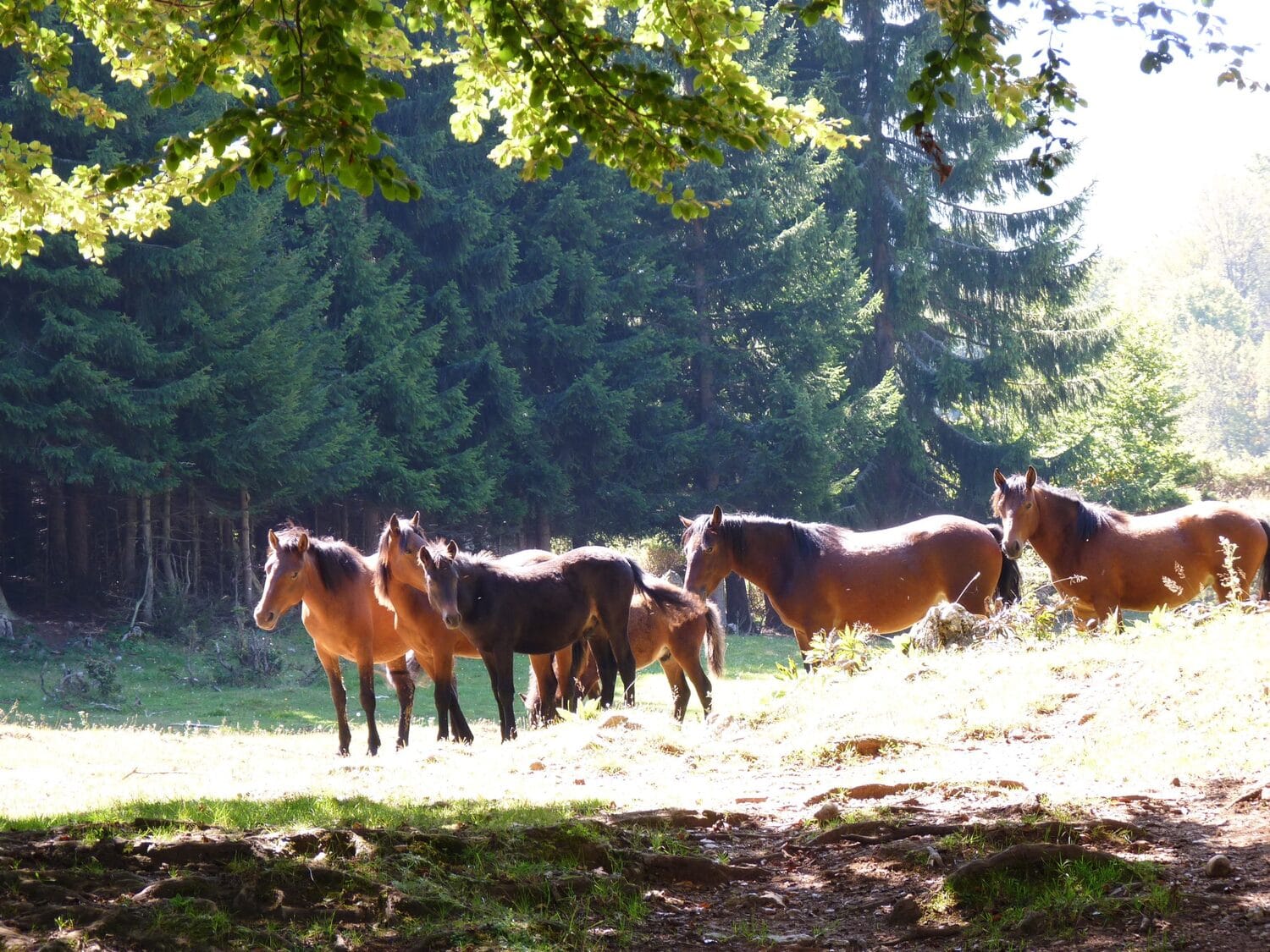 Konji,-Suva-planina,-foto-Jelena-Cosin