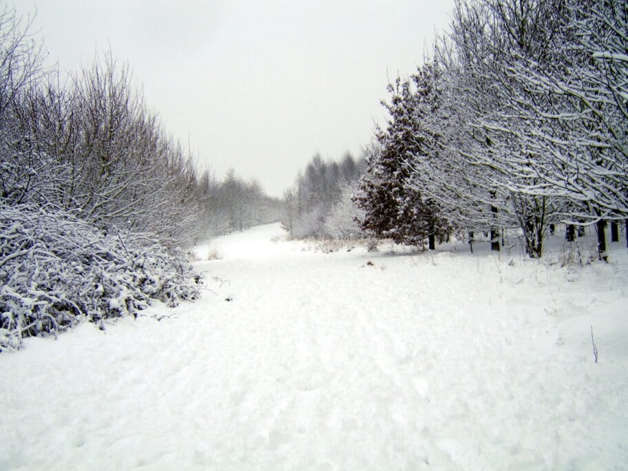 sneg suma flickr com Gavin Stewart