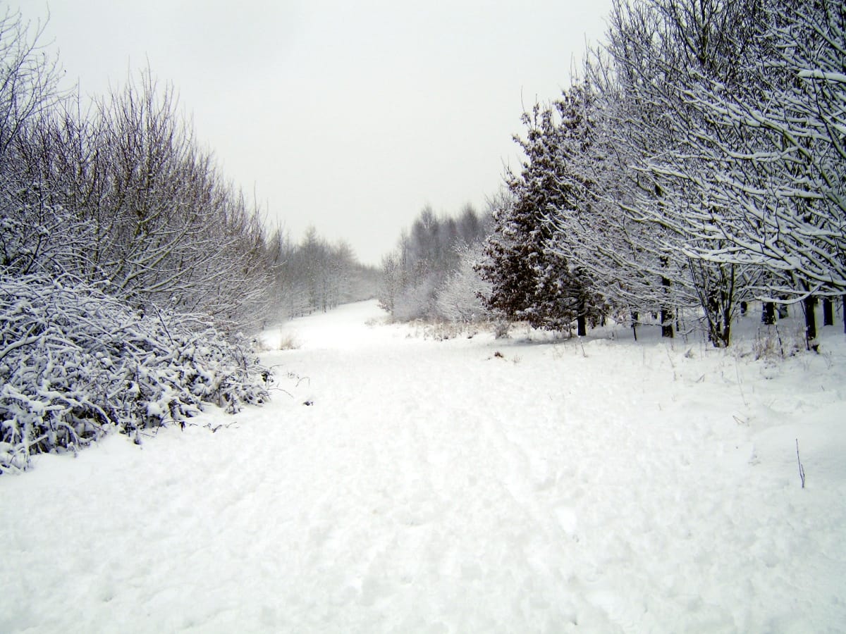 sneg suma flickr com Gavin Stewart