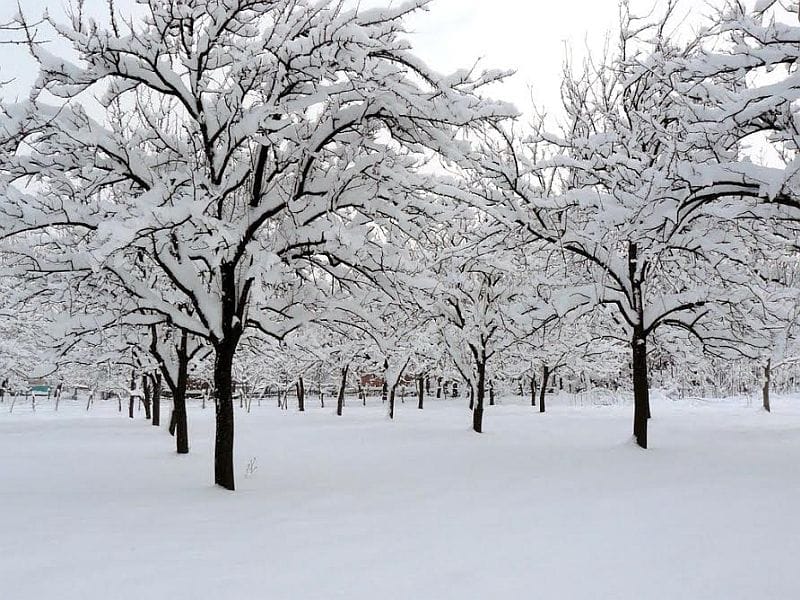 Vocnjak pod snegom foto LJ M