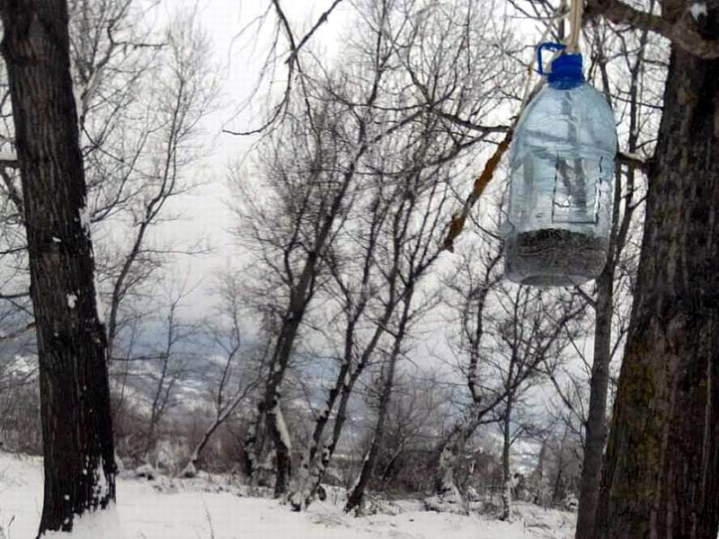 prihrana ptica u prokuplju foto lj m