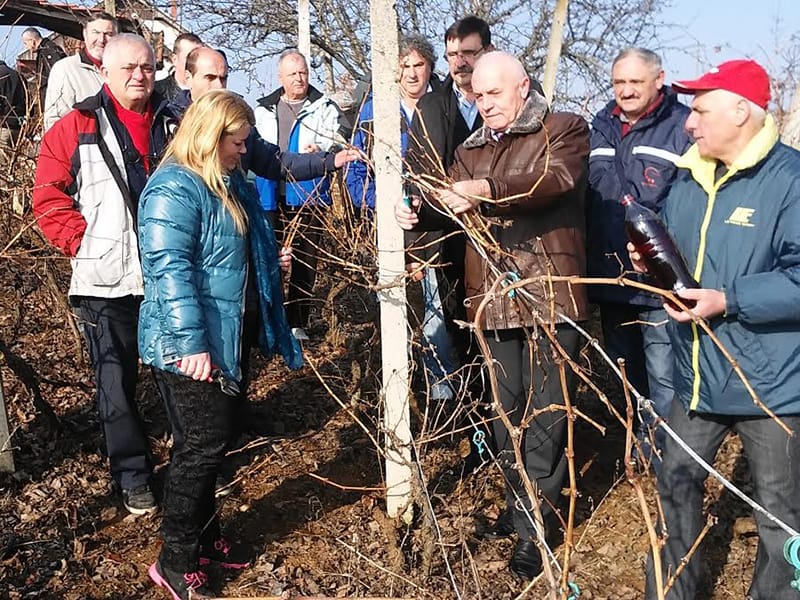 Prokupački vinogradari obeležili Svetog Trifuna rezanjem prvog čokota 3 sveti trifun vinogradi prokuplje 1 foto lj m