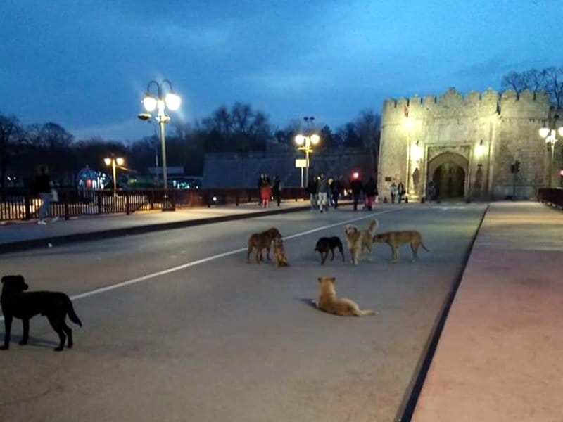 Napuštene pse iz centra Niša tokom novogodišnjih praznika sklanjaju u Zoohigijenu 5 Psi lutalice