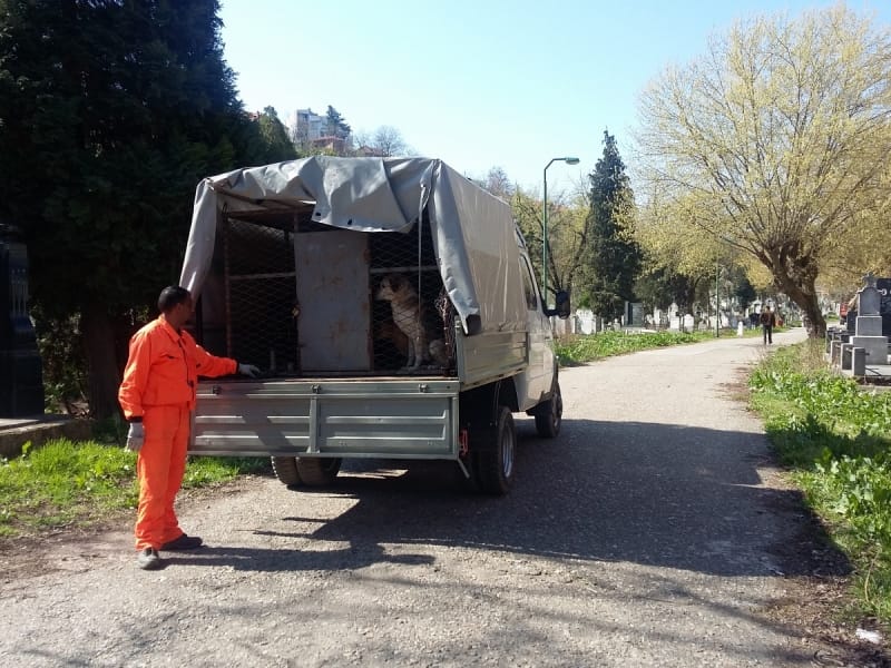 800x600 Hvatanje pasa Staro groblje