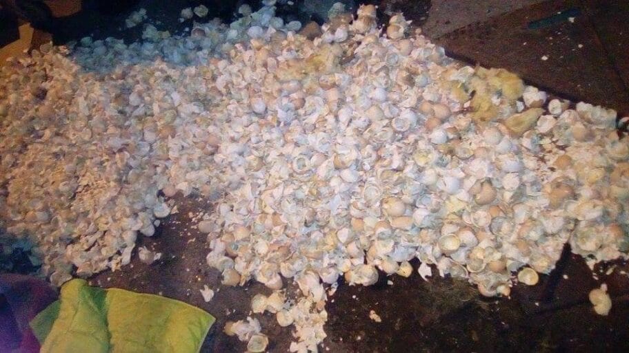 jaja i pilici iz kontejnera