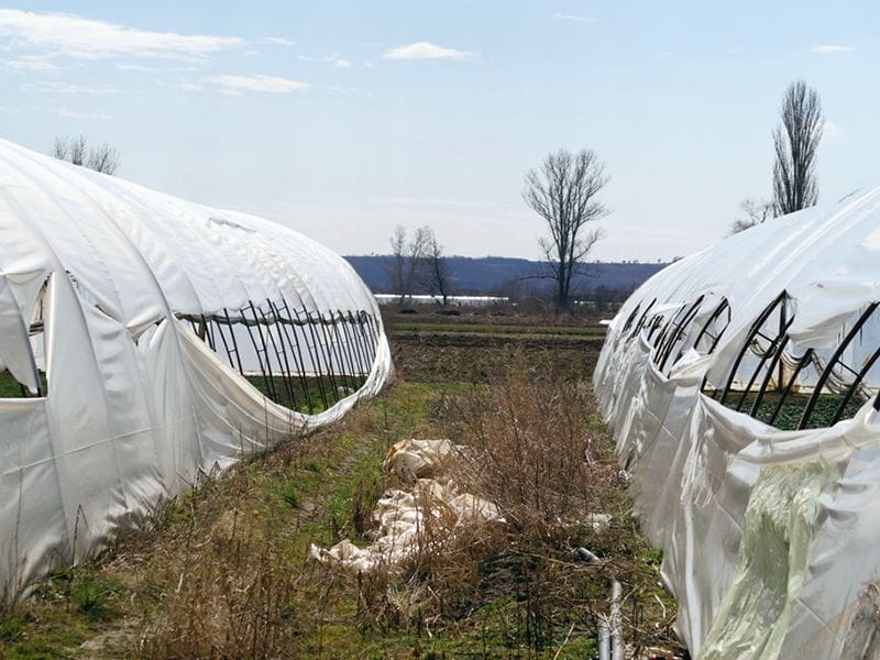 Vandali posekli plastenike u selima kod Žitorađe 4 3 poseceni i vec zasadjeni plastenici foto slobodan ristic
