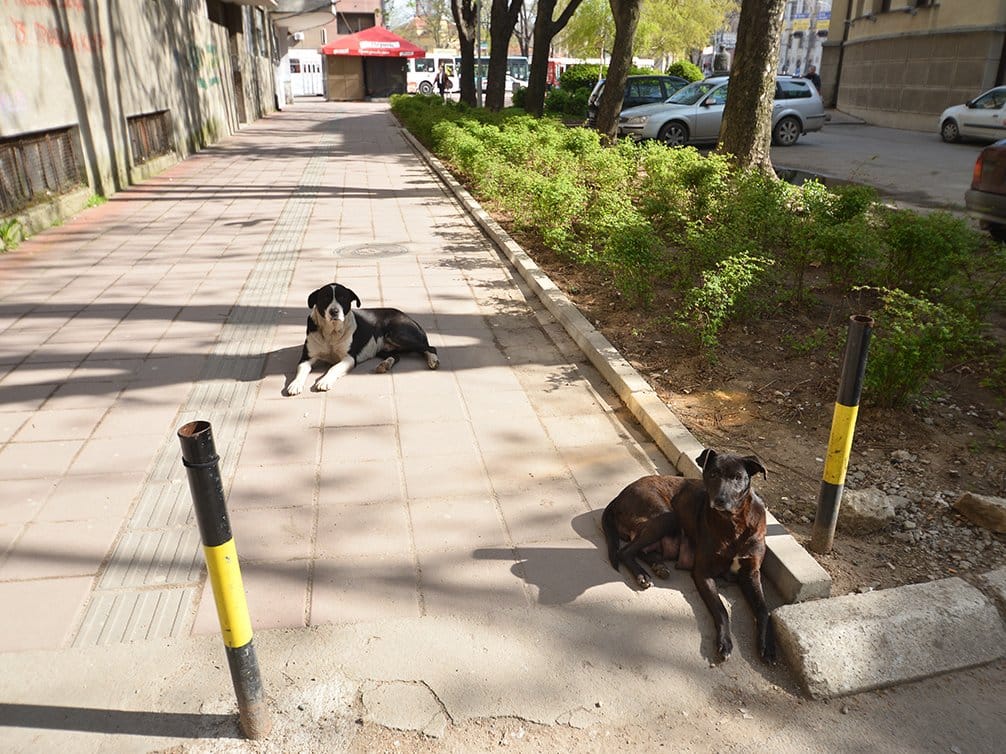 Psi lutalice foto Vanja Keser