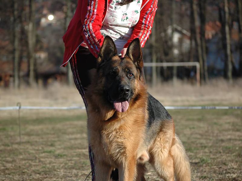 Specijalka za nemačke ovčare u Merošini 17 Nemacki ovcar foto Misberg