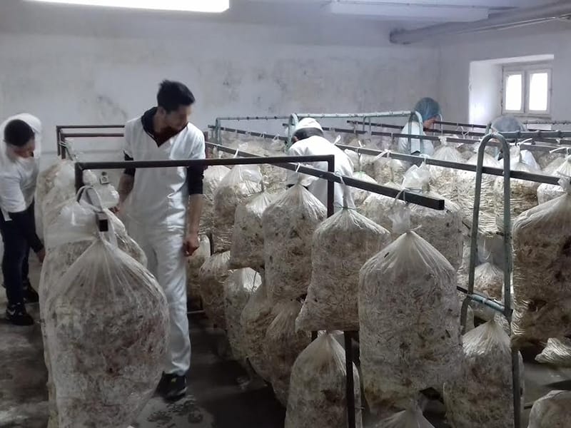 srednjoskolci proizvode pecurke u PK foto lj m