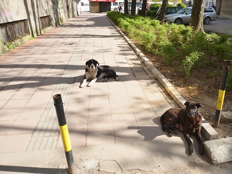 Vranje i dalje bez prihvatilišta za životinje 9 800x600 psi lutalice