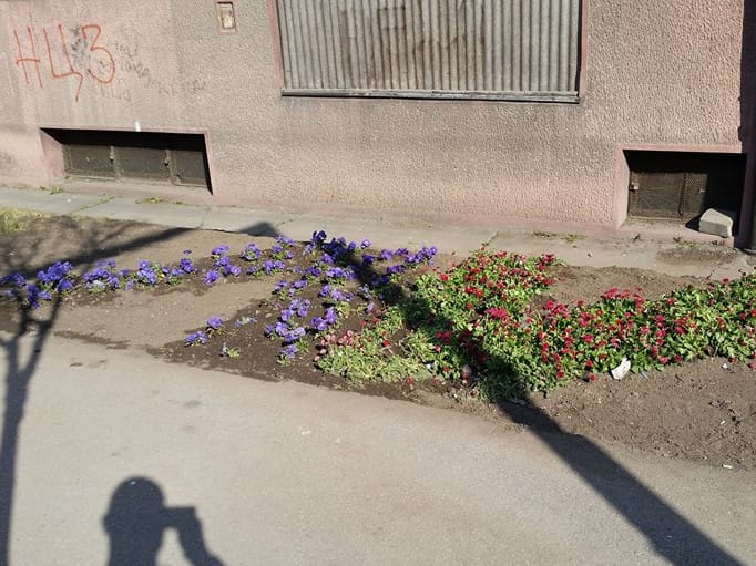 SNS aktivisti zasadili baštu u obliku Vučićevih inicijala u centru Niša 16 cvece sns foto nikola jovanovic