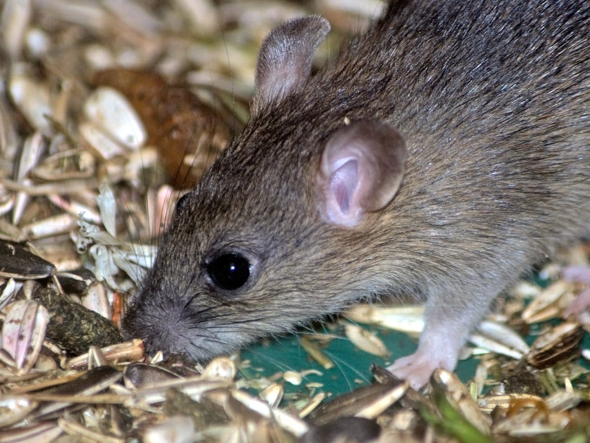 Nastavlja se suzbijanje glodara u opštinama Crveni Krst i Niška Banja 1 mis flickr com Berit Watkin