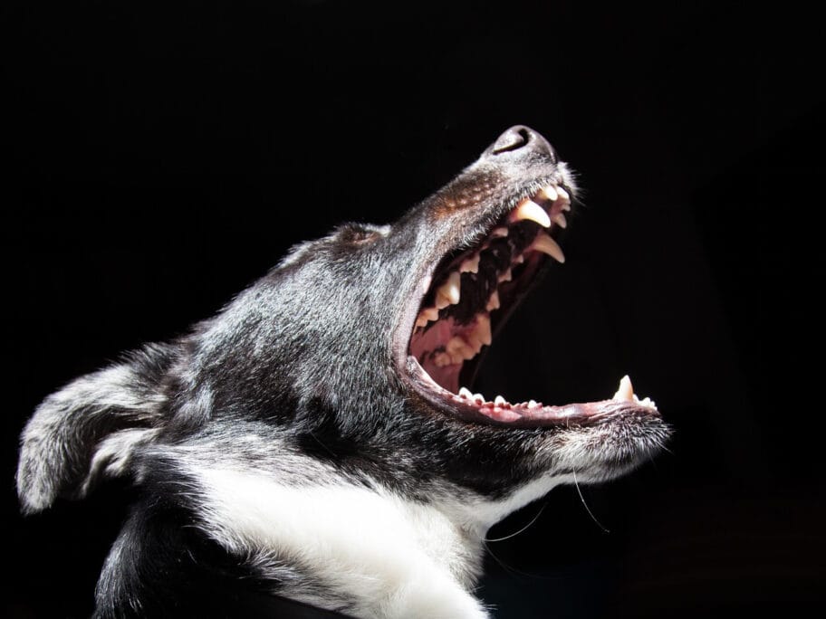 Staricu usmrtio pas u okolini Leskovca 9 Pas Flickr Ilustracija Tanay Mondal