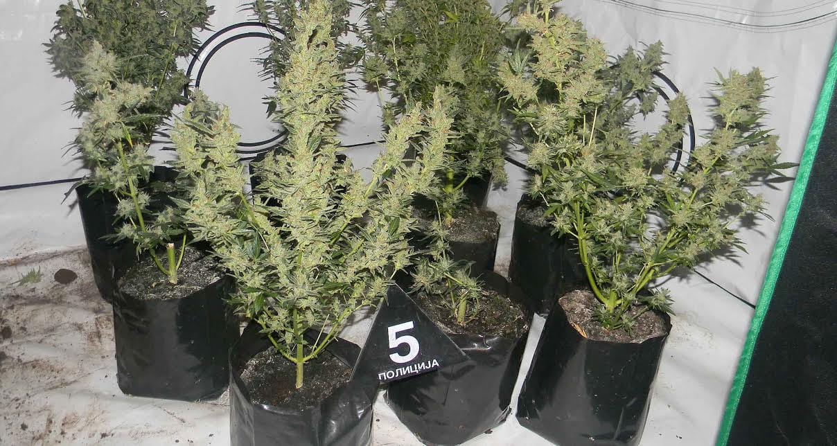 Biljke marihuane