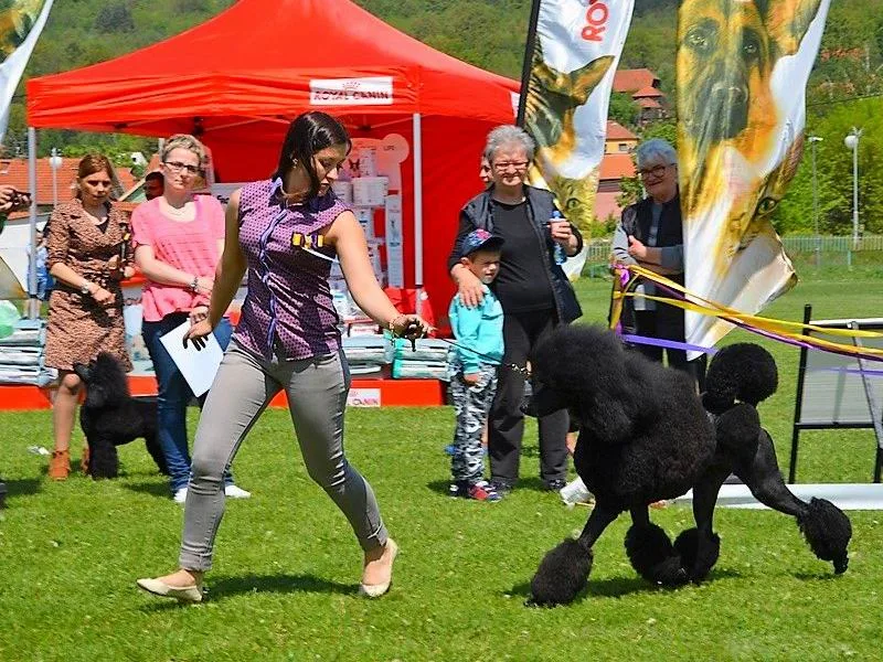 izlozba pasa svrljig foto aleksandar kostic