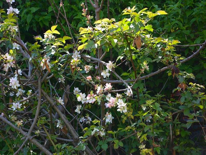 vocnjak cvet foto Aleksandar Kostic