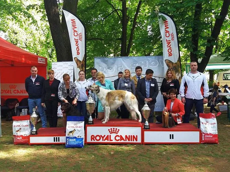 4 izlozba pasa vranje 2017 foto i m