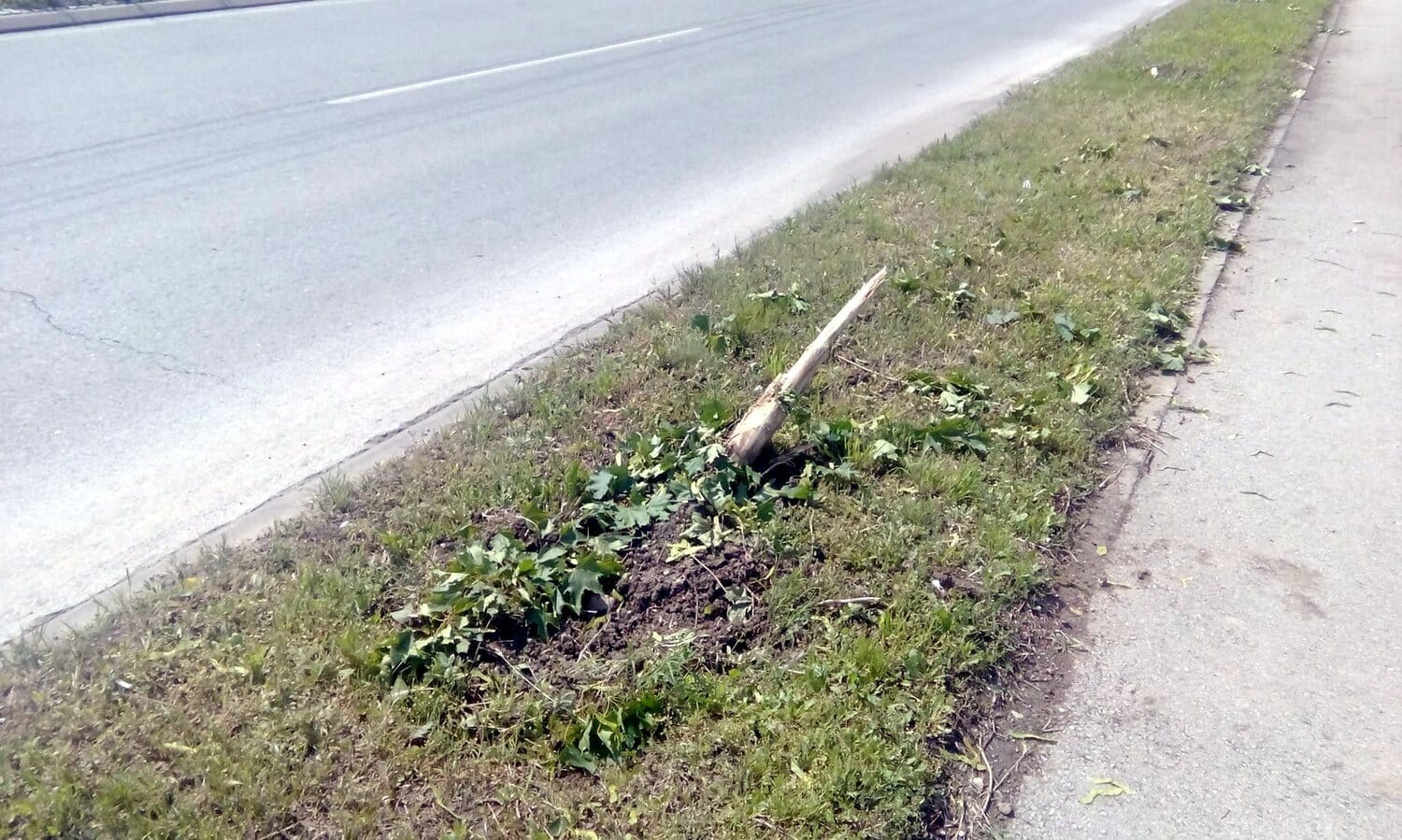 Unisten drvored foto A I