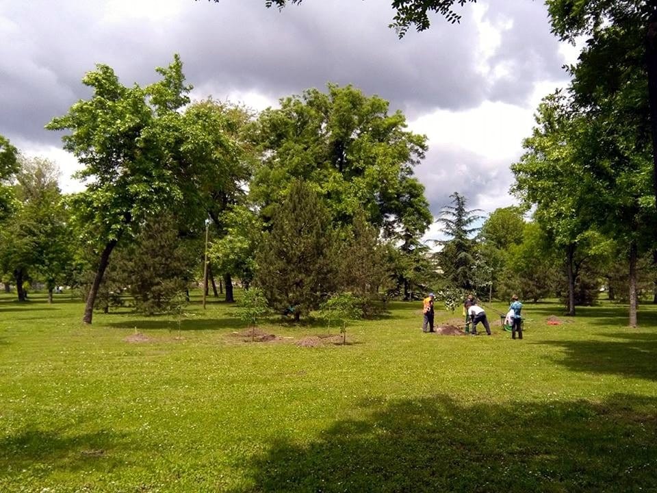 Sade drvece u Tvrdjavi foto JV J Adamovic