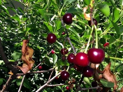 visnje foto aleksandar kostic