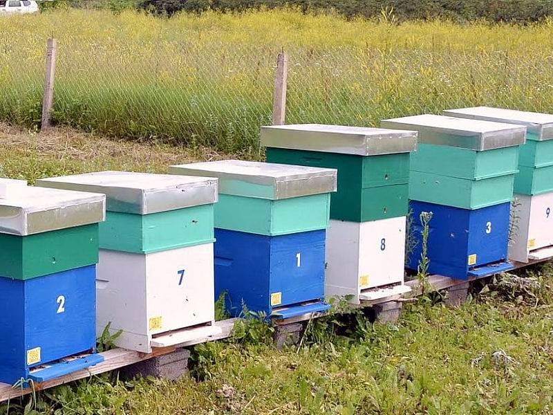 Obavezna prihrana pčela zbog kiše i niskih temperatura 2 kosnice foto lj m