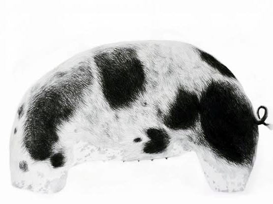 svinja foto mariona dedic