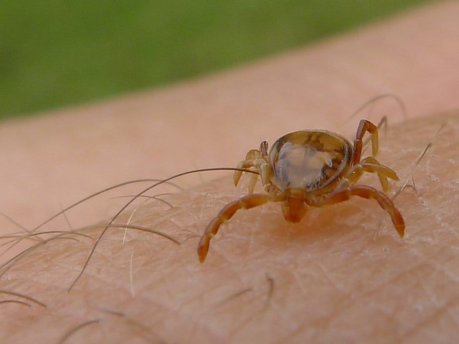 U porastu broj pacijenata sa ujedima insekata u Nišu, a Veće tek usvojilo Program dezinsekcije 1 Krpelj ilustracija flickr John Tann