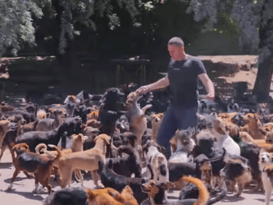 Sasa i psi Screenshot