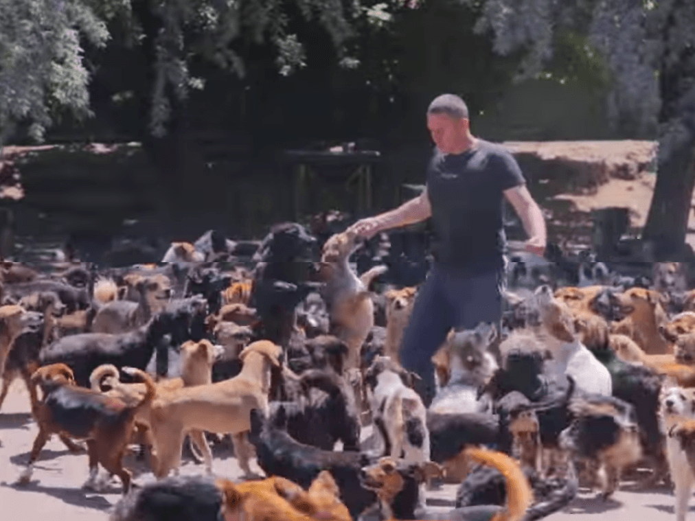 Sasa i psi Screenshot