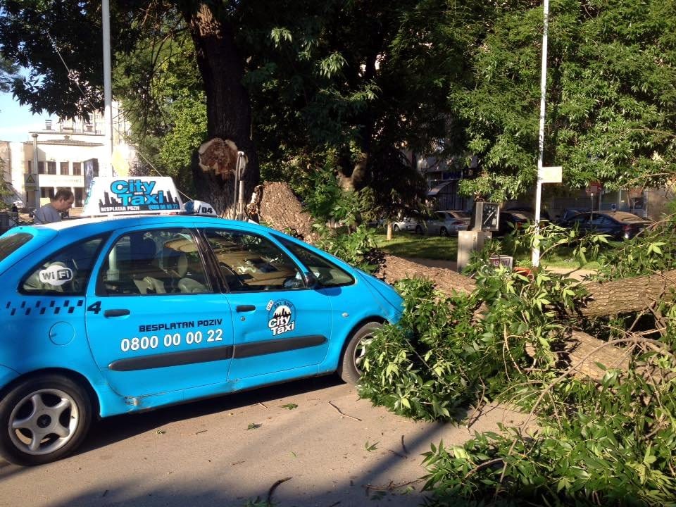 Odlomljena grana2 foto Nebojsa Ilic