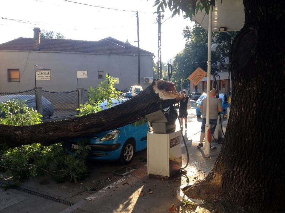 Odlomljena grana3 foto Nebojsa Ilic