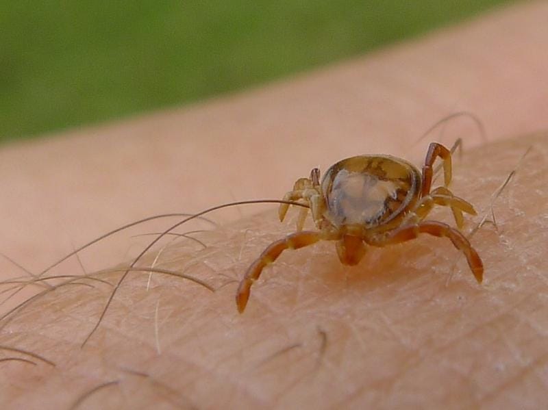 flickr foto John Tann