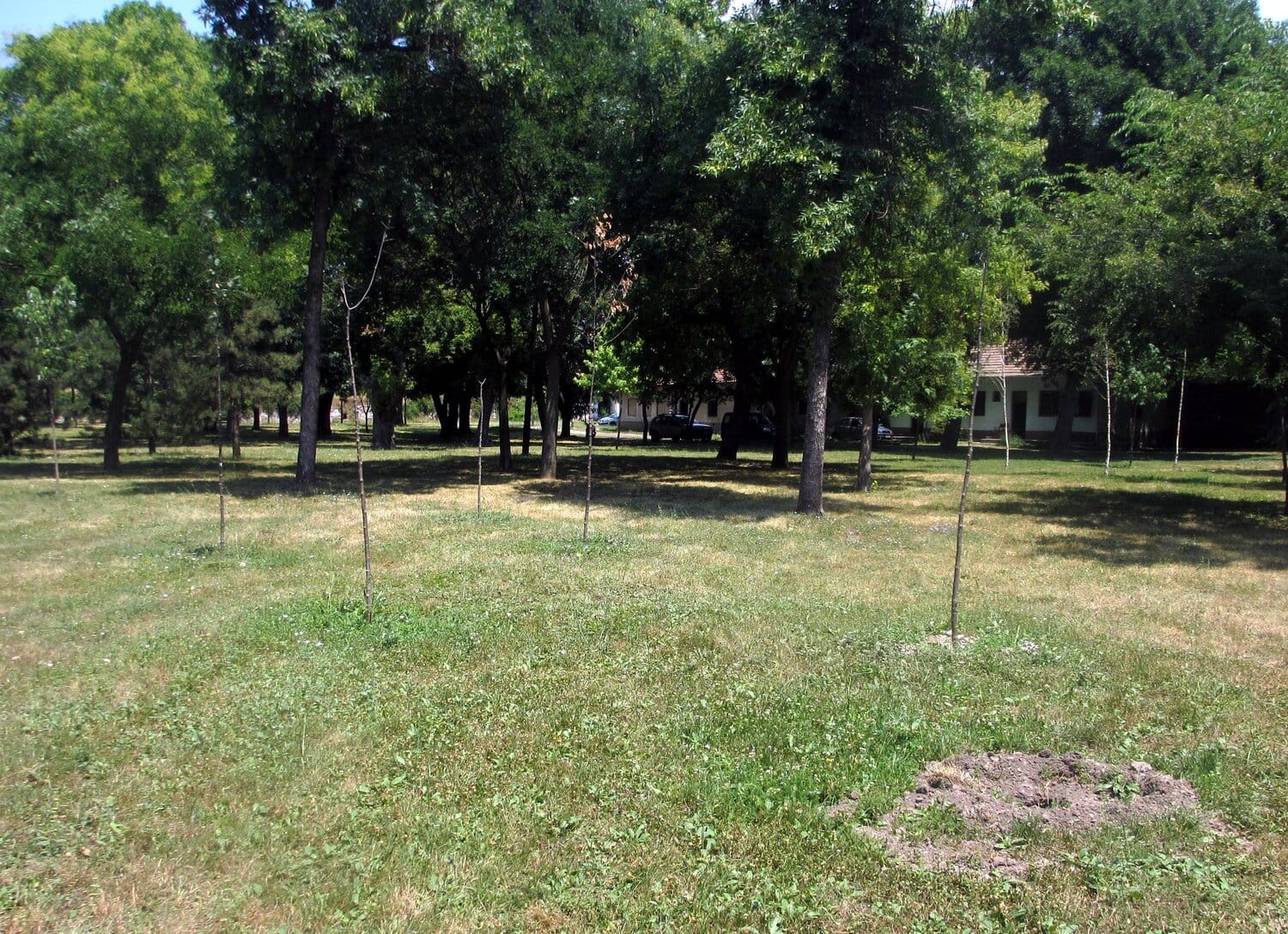 Stare sadnice su još tu