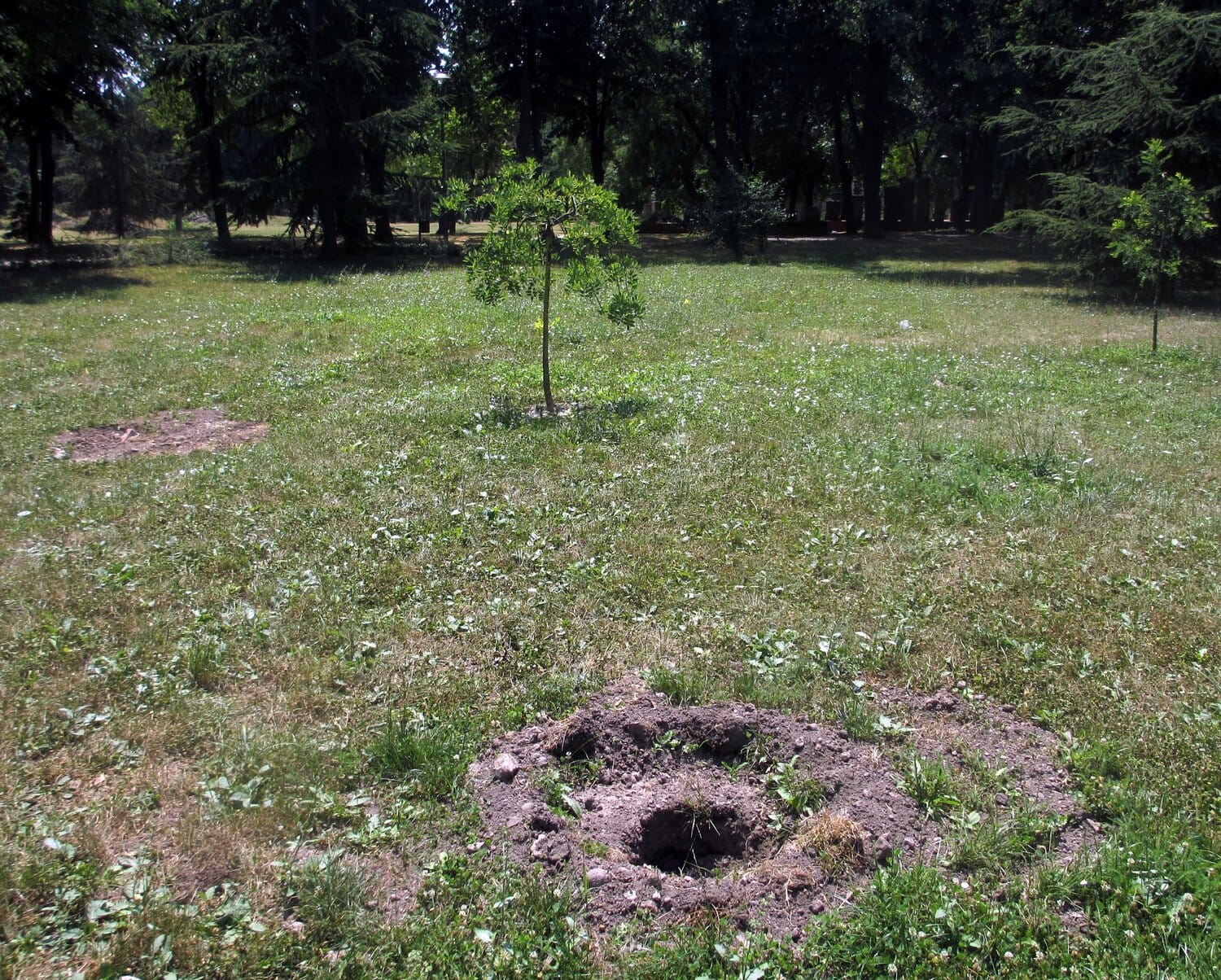 Drvo isčupano iz korena