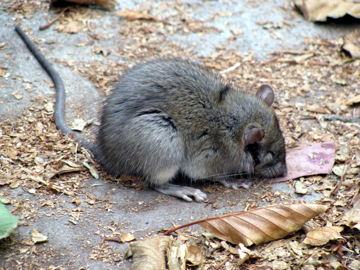 Postavljanje otrova za glodare po kućama u Nišu 1 Pacov deratizacija ilustracija flickr Daniel R Blume scaled