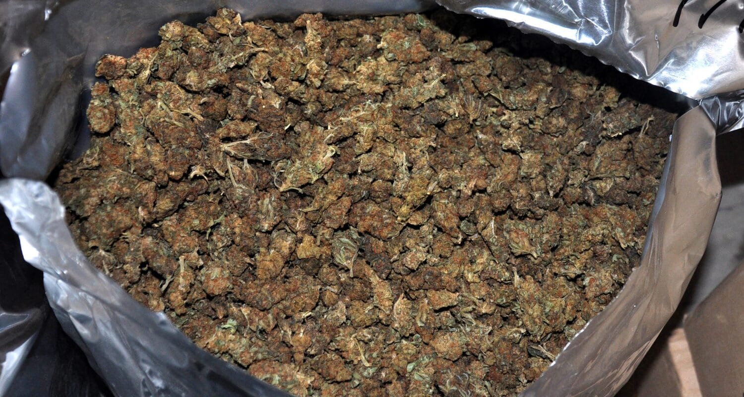 marihuana foto mup scaled