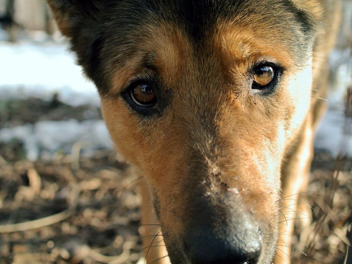 Otvaranje prihvatilišta za pse u Vlasotincu najavljeno za avgust 1 Pas lutalica foto Flickr Ivan Bandura