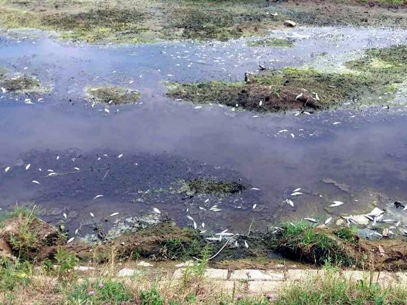 Mrtva riba u Jablanici foto Nikola Kumanovic