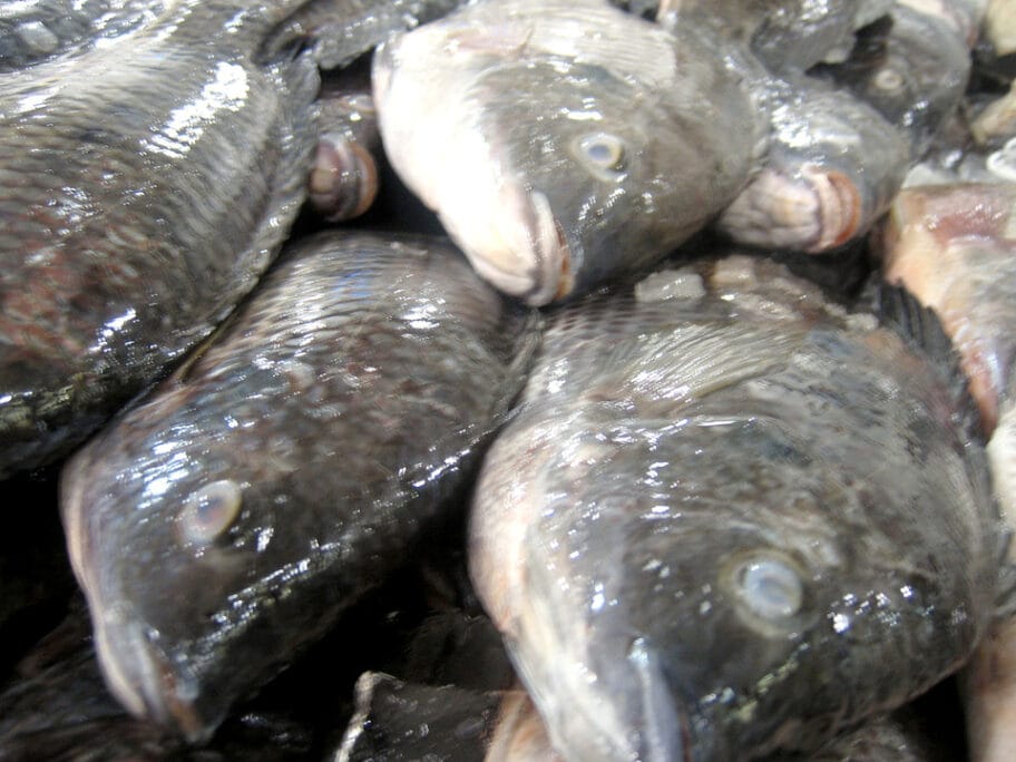 ribe u kamionu foto flickr Nate Steiner