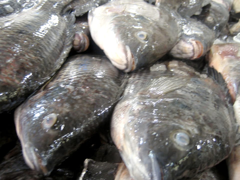 ribe u kamionu foto flickr Nate Steiner