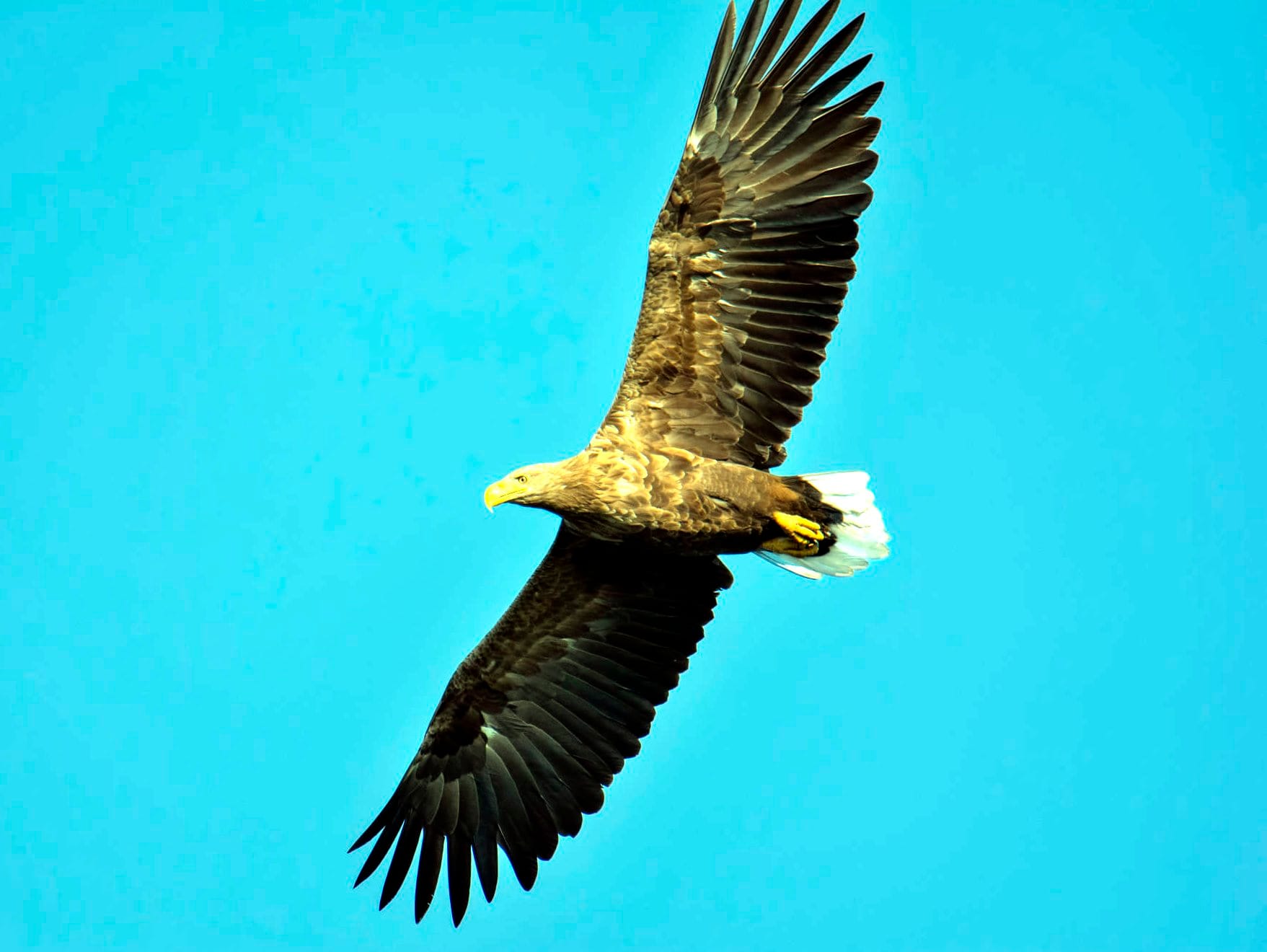 Orao ilustracija flickr Artur